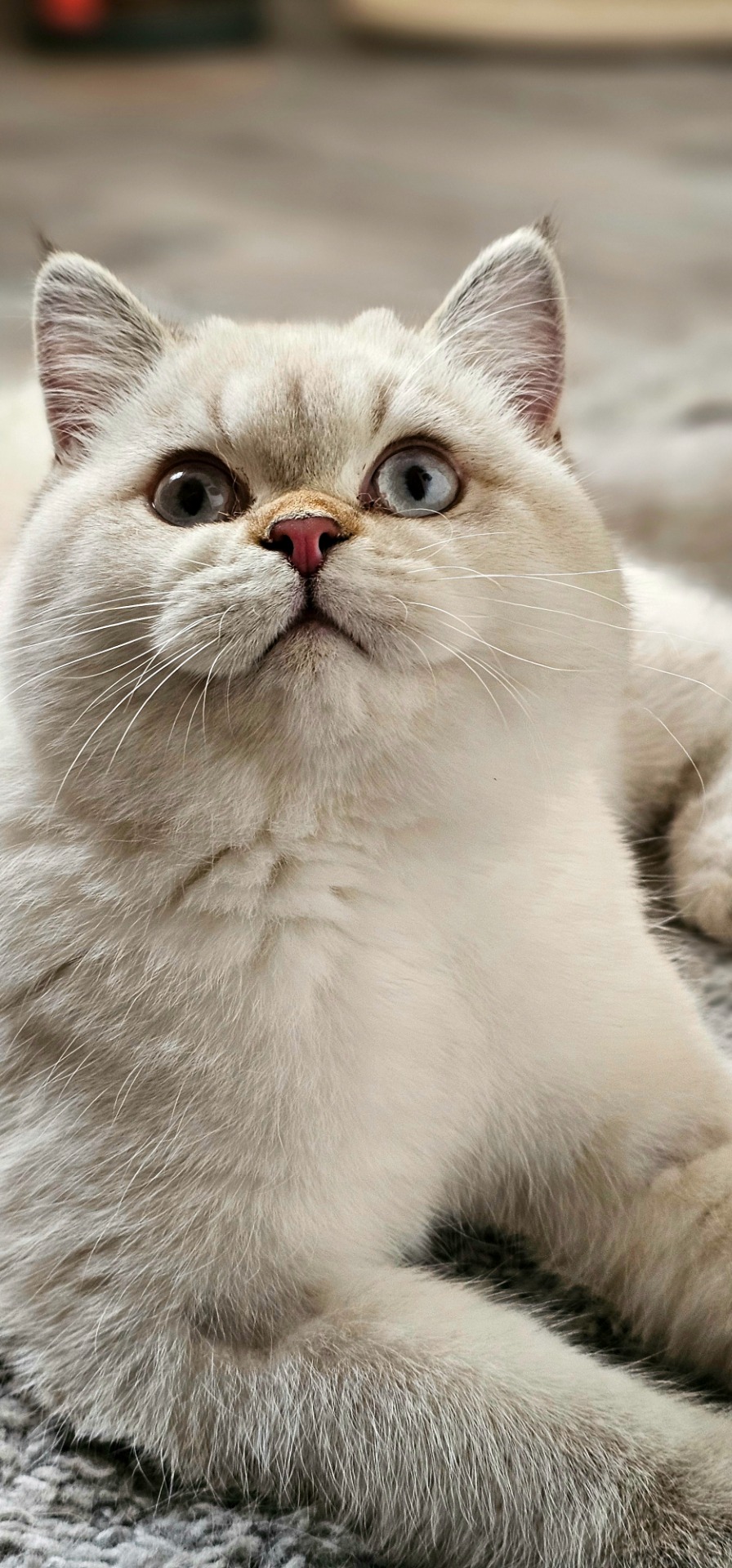 Hekaté Say.Meow*CZ