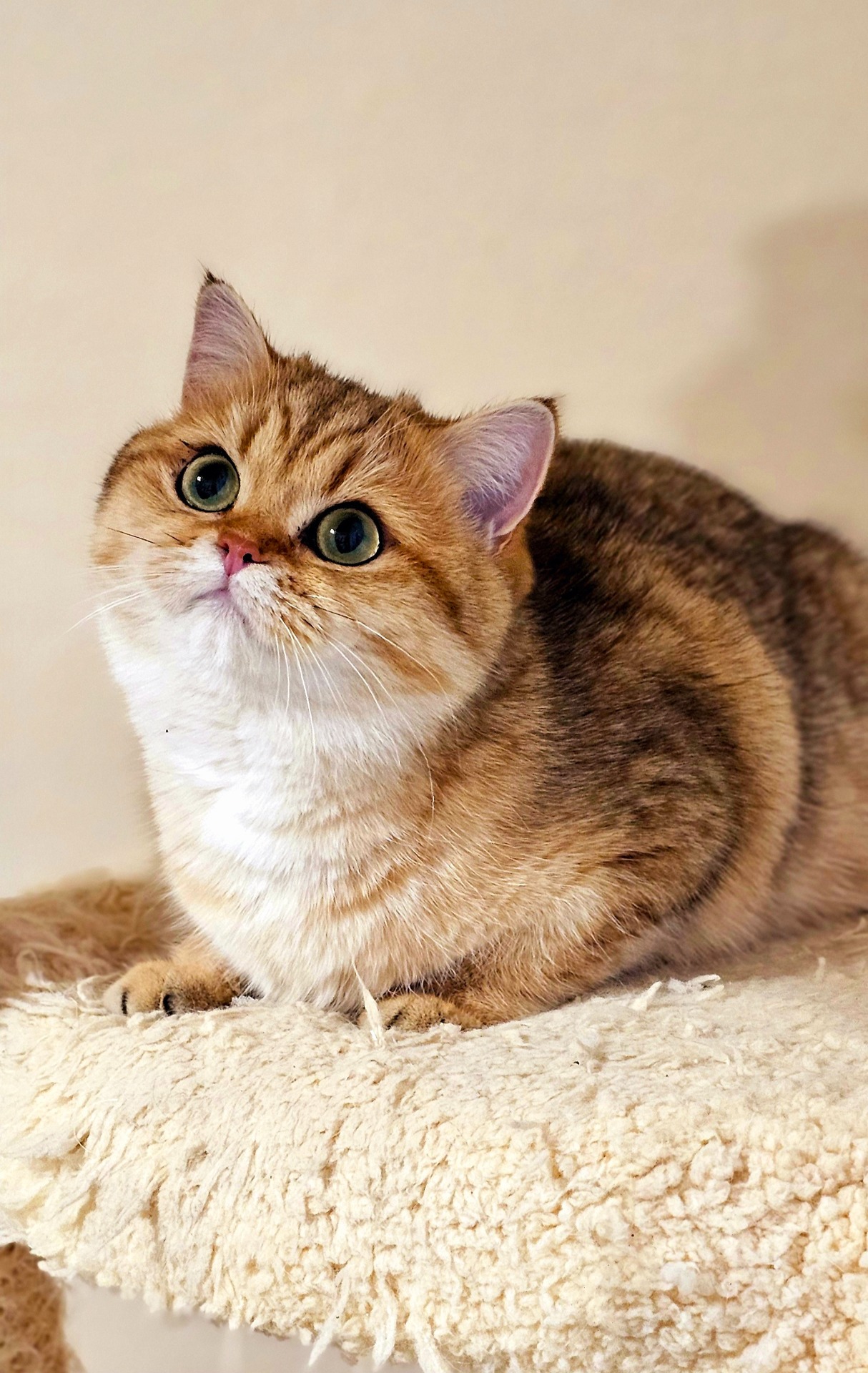 Isabella Golden Happycat*CZ