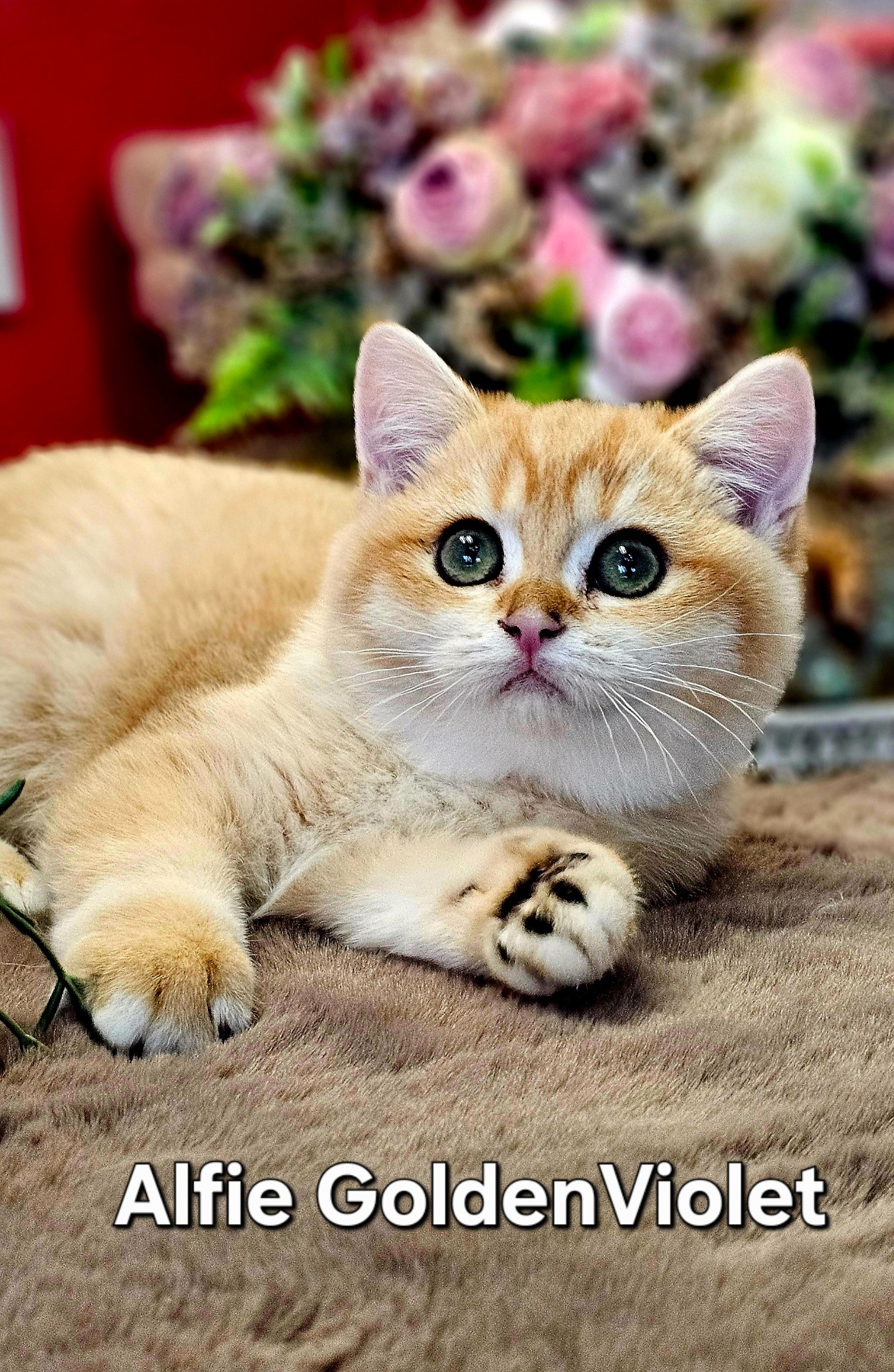 Alfie GoldenViolet