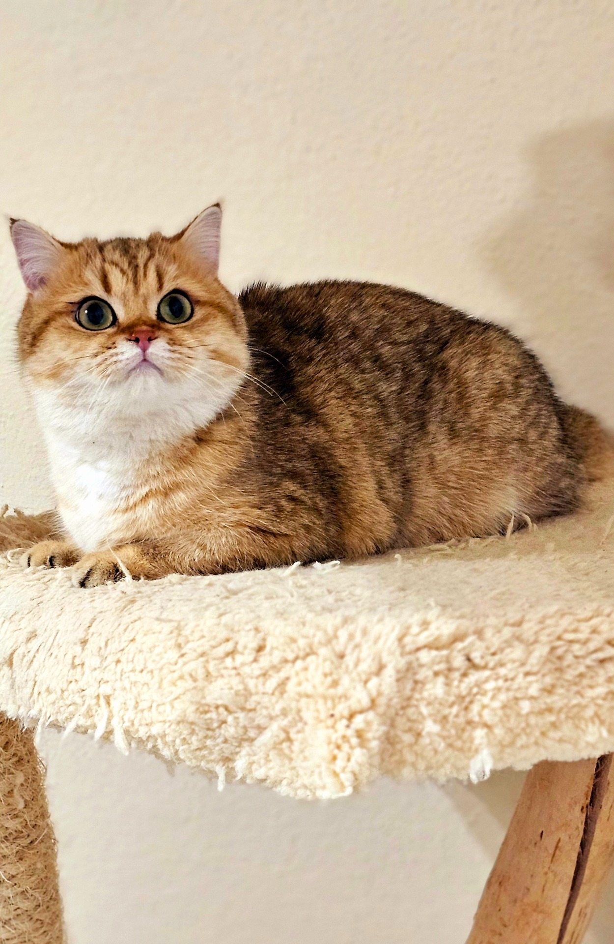 Isabella Golden Happycat*CZ