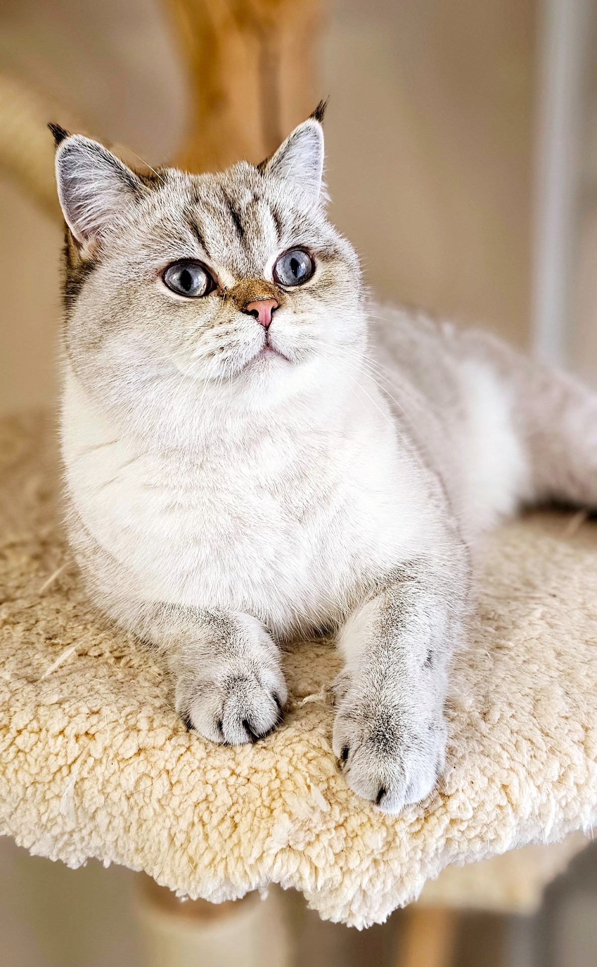 Hekaté Say.Meow*CZ