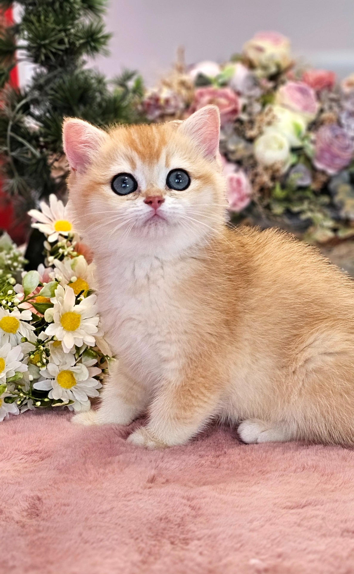 Daisy Nala