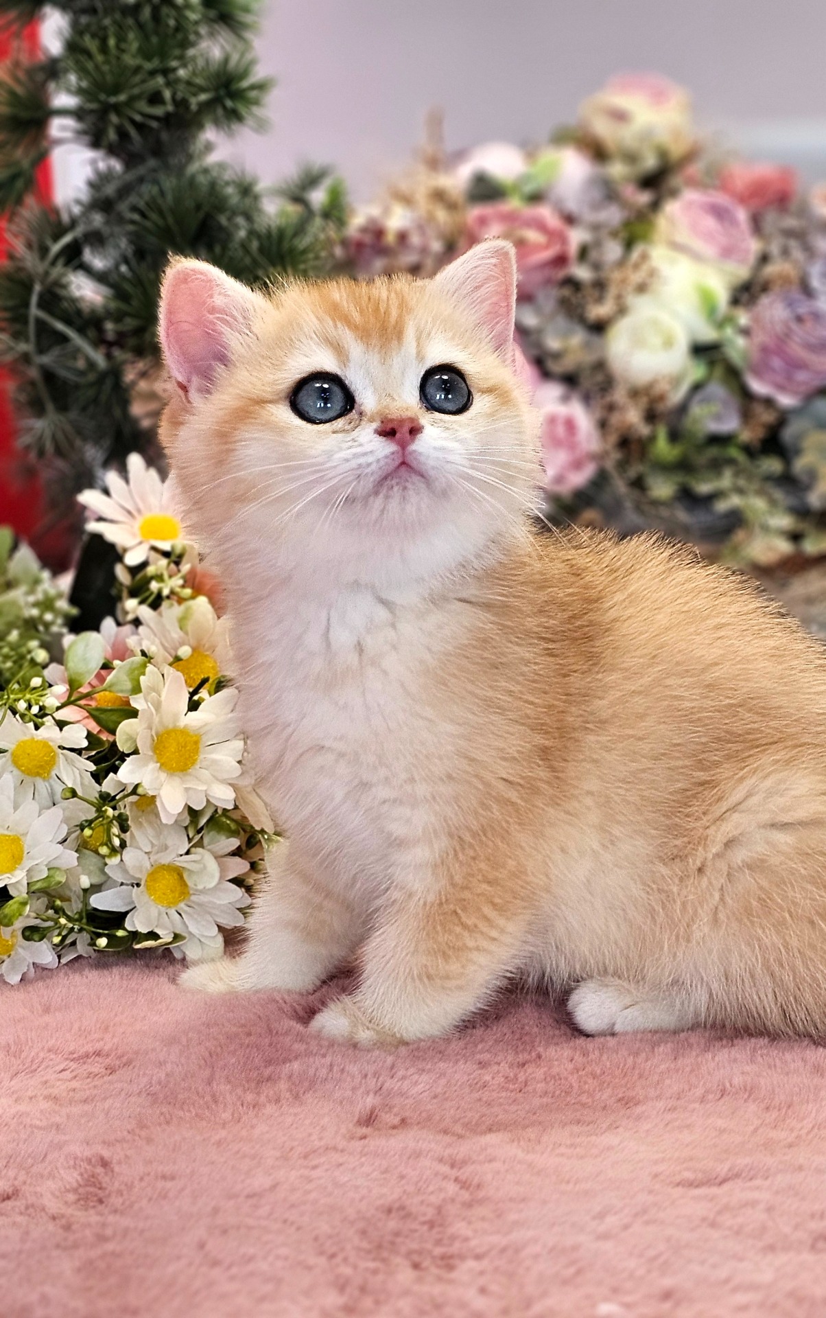 Daisy Nala GoldenViolet