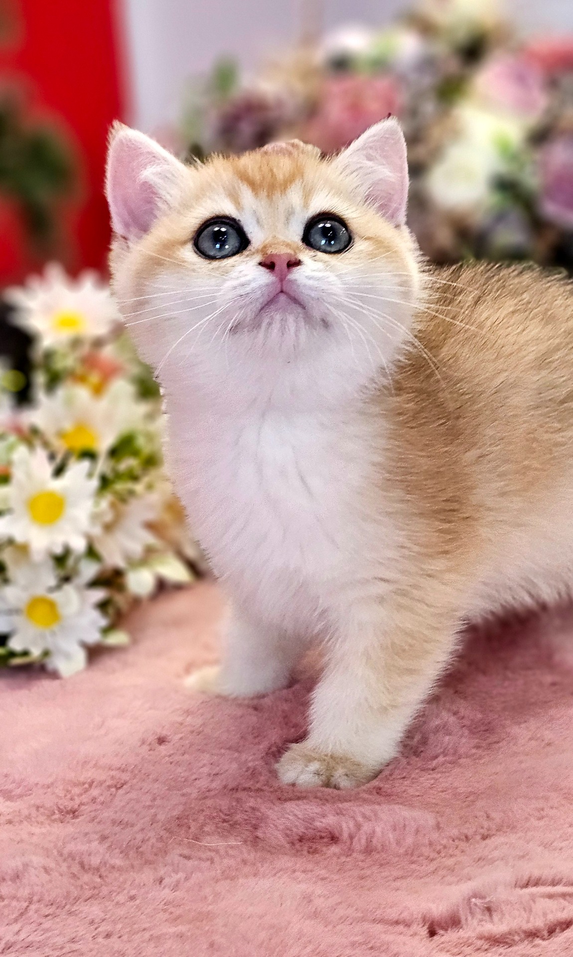 Dory Lily GoldenViolet