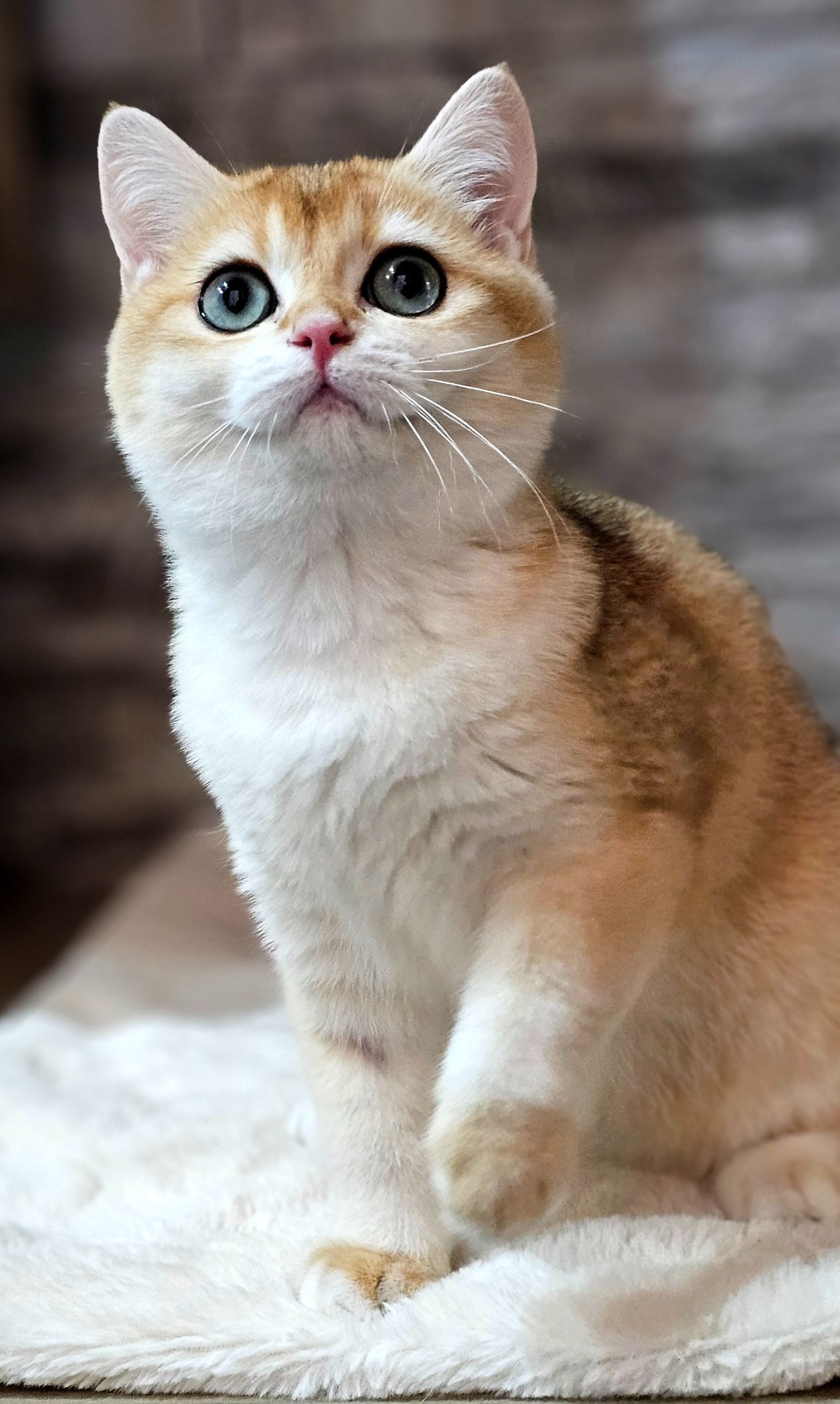 Chloe Cat Voice*TR