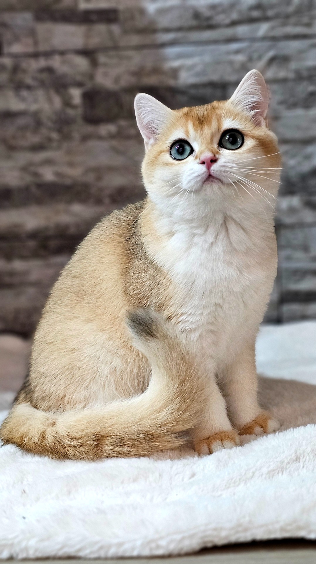 Chloe Cat Voice*TR