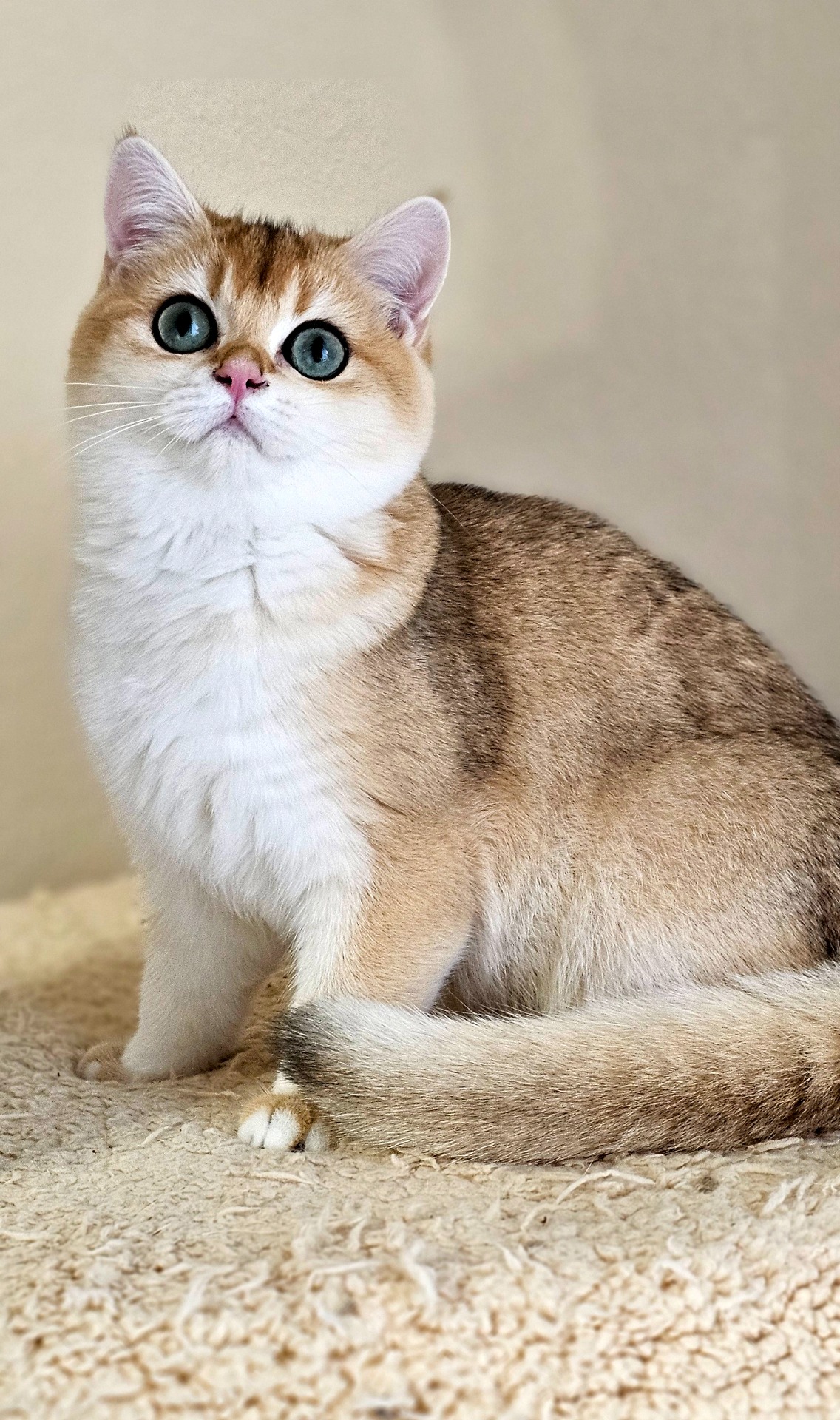 Chloe Cat Voice*TR