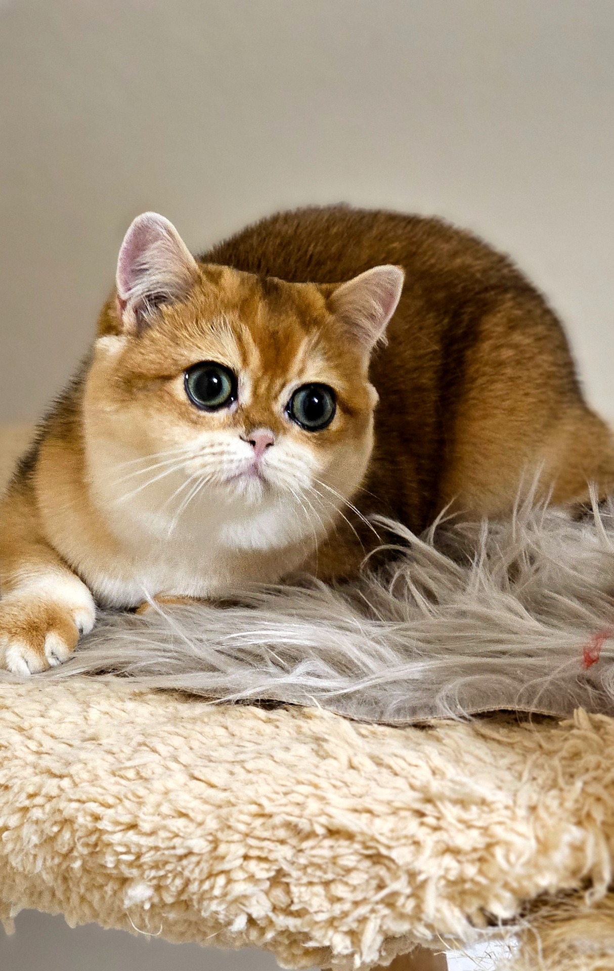 Cassiopeia de Brillien*RU