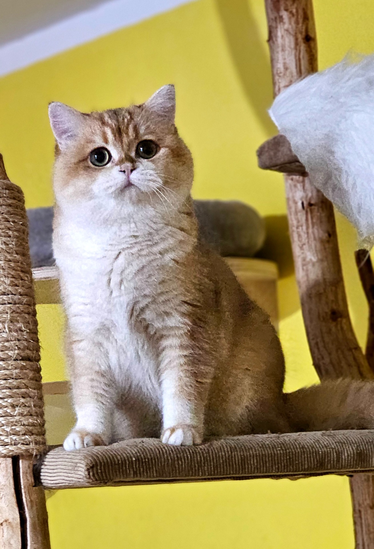 Happy W'lomar Cattery*TR