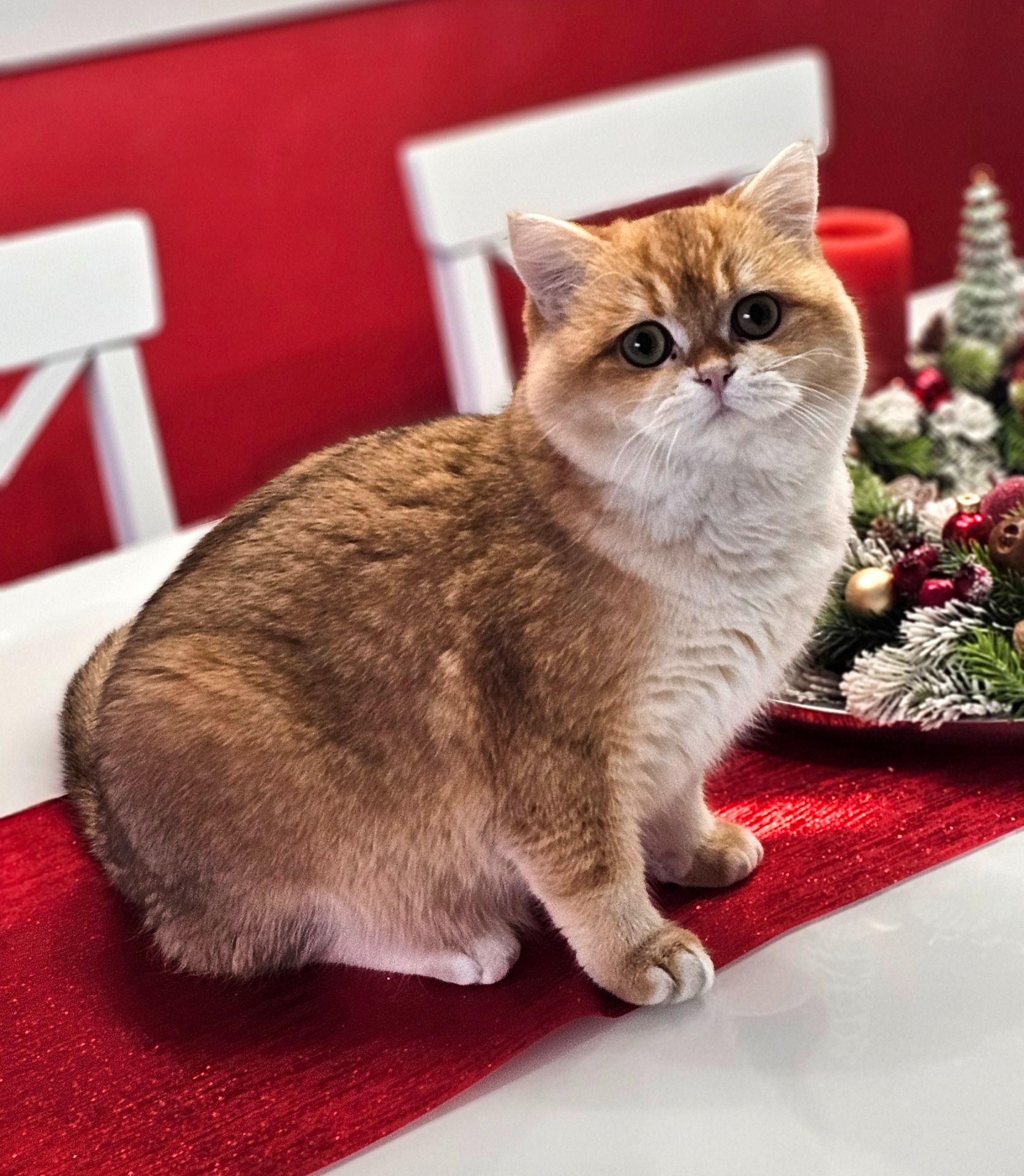 Happy W'lomar Cattery*TR