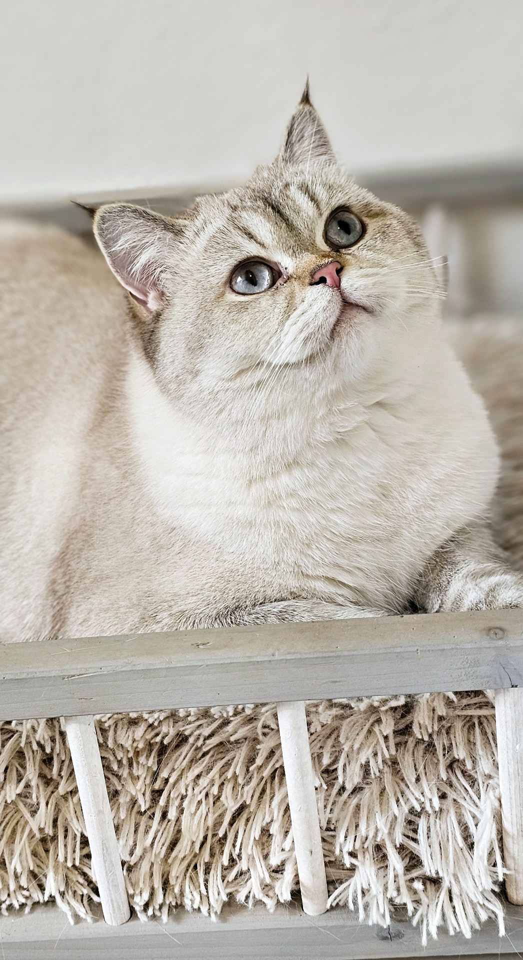 Hekaté Say.Meow*CZ, BSH by 11 33