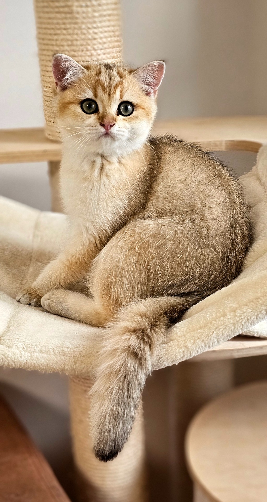 Cassiopeia GoldenViolet