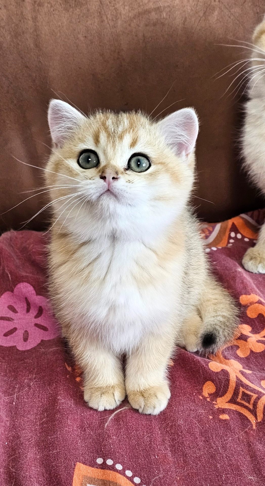 Cameron GoldenViolet