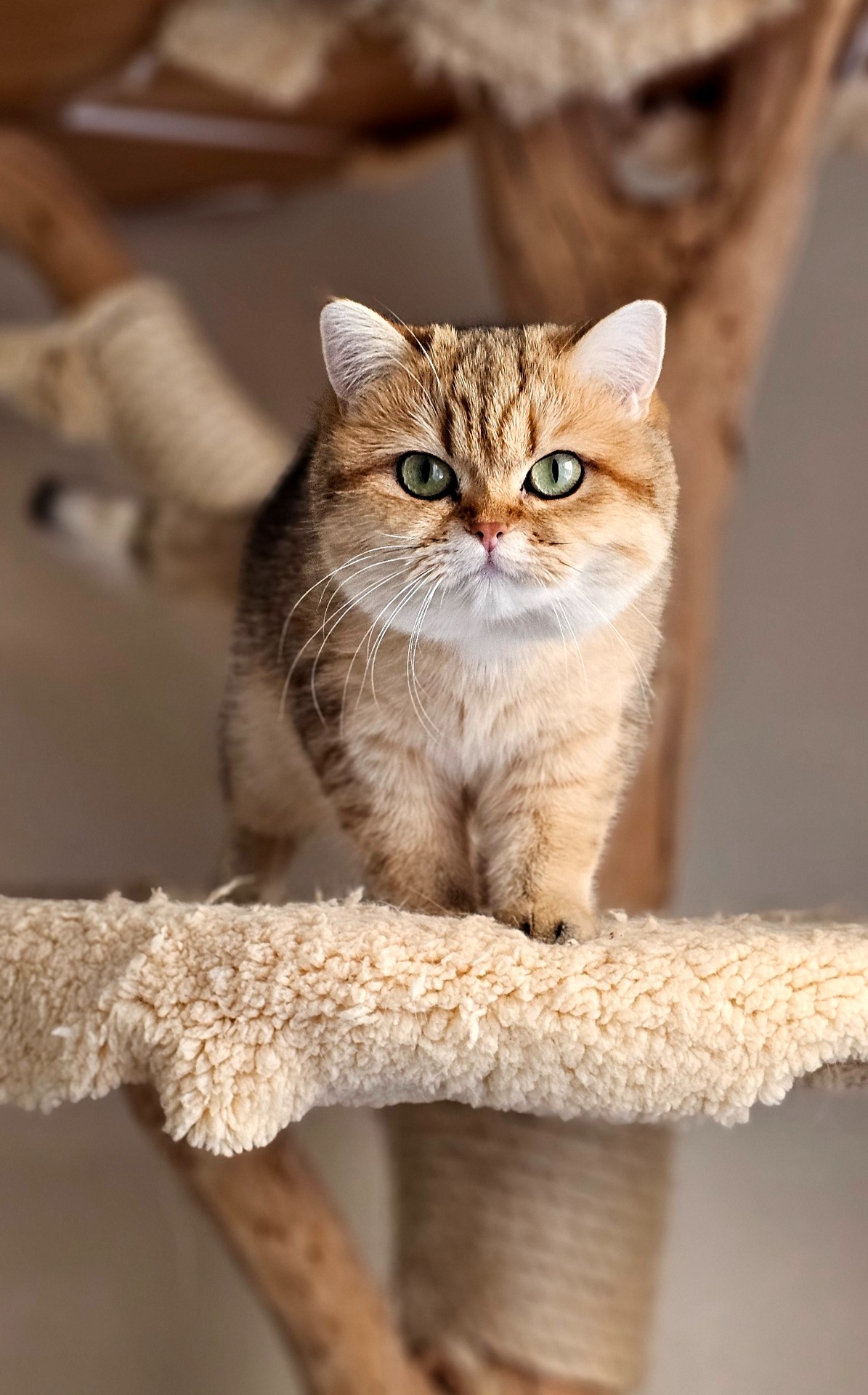 Isabella Golden Happycat*CZ