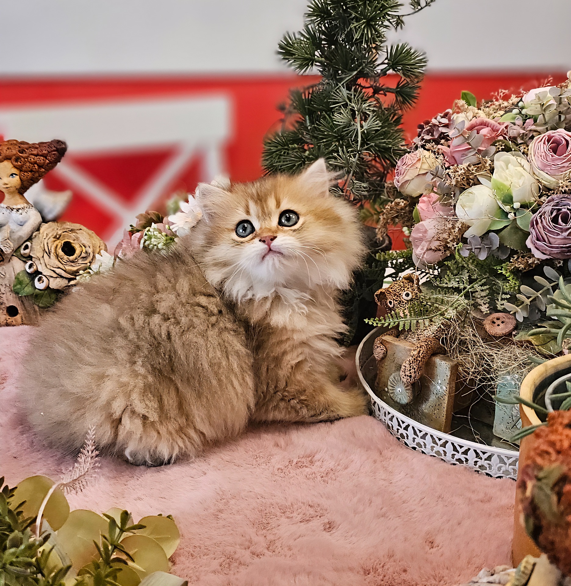 Dorotka GoldenViolet