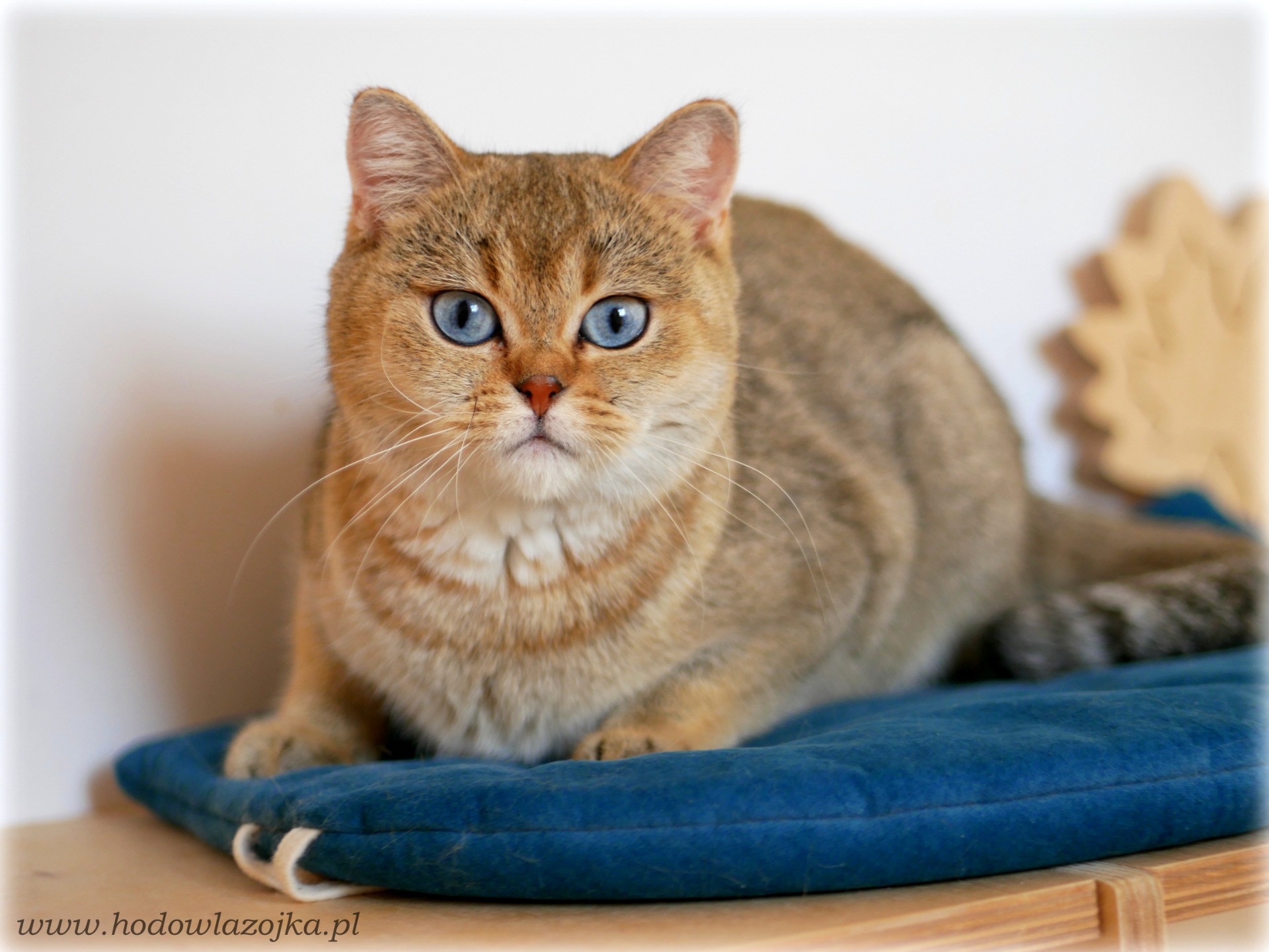 Paula Emerald Flower*RU