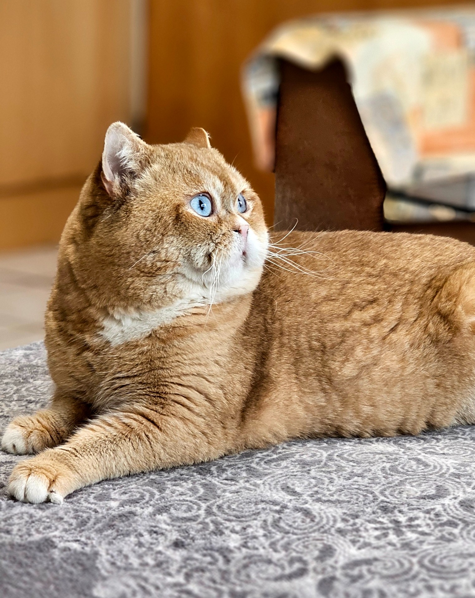 Garfield, BSH dy 11 61 DBE