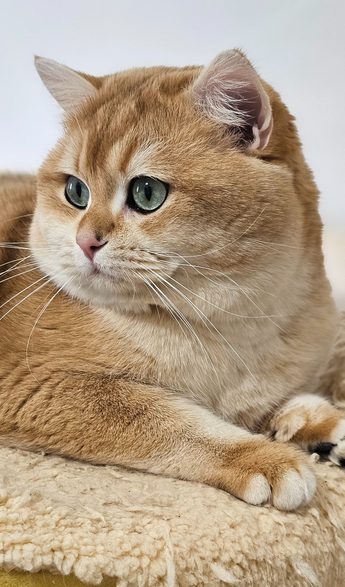 Karrat Zojka, BSH ny 12