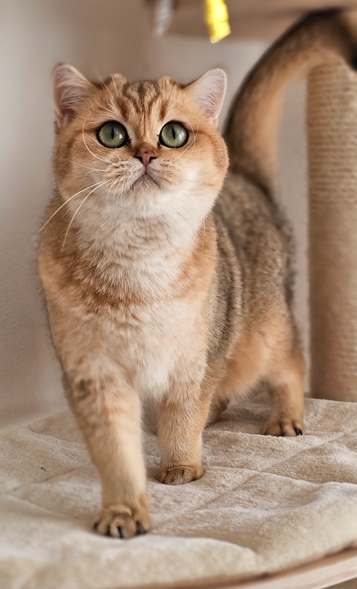 Jozie  Zojka*PL, BSH ny 11