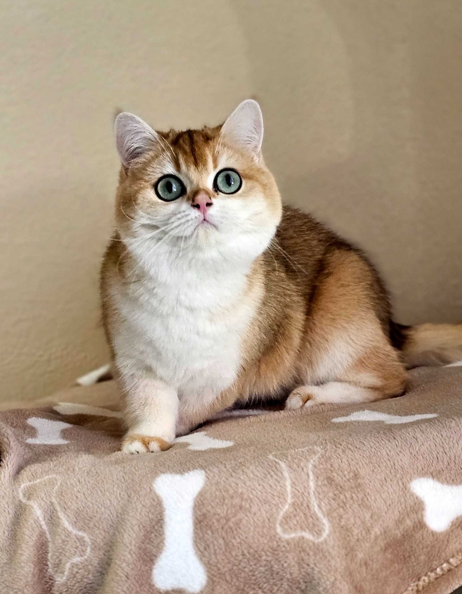 Chloe Cat Voice*TR, BSH ny 12