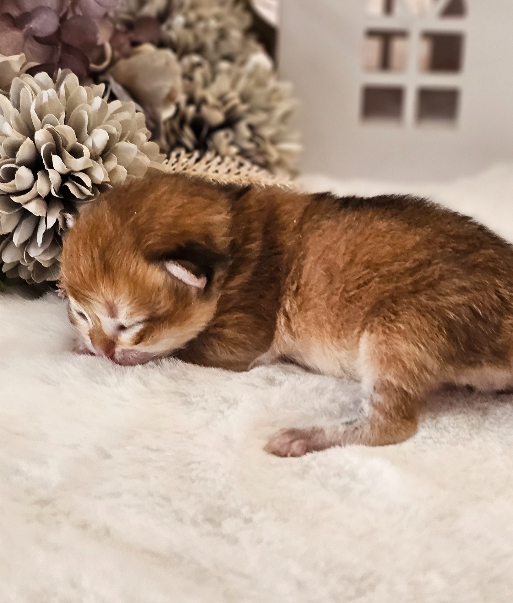 Heřmánek GoldenViolet