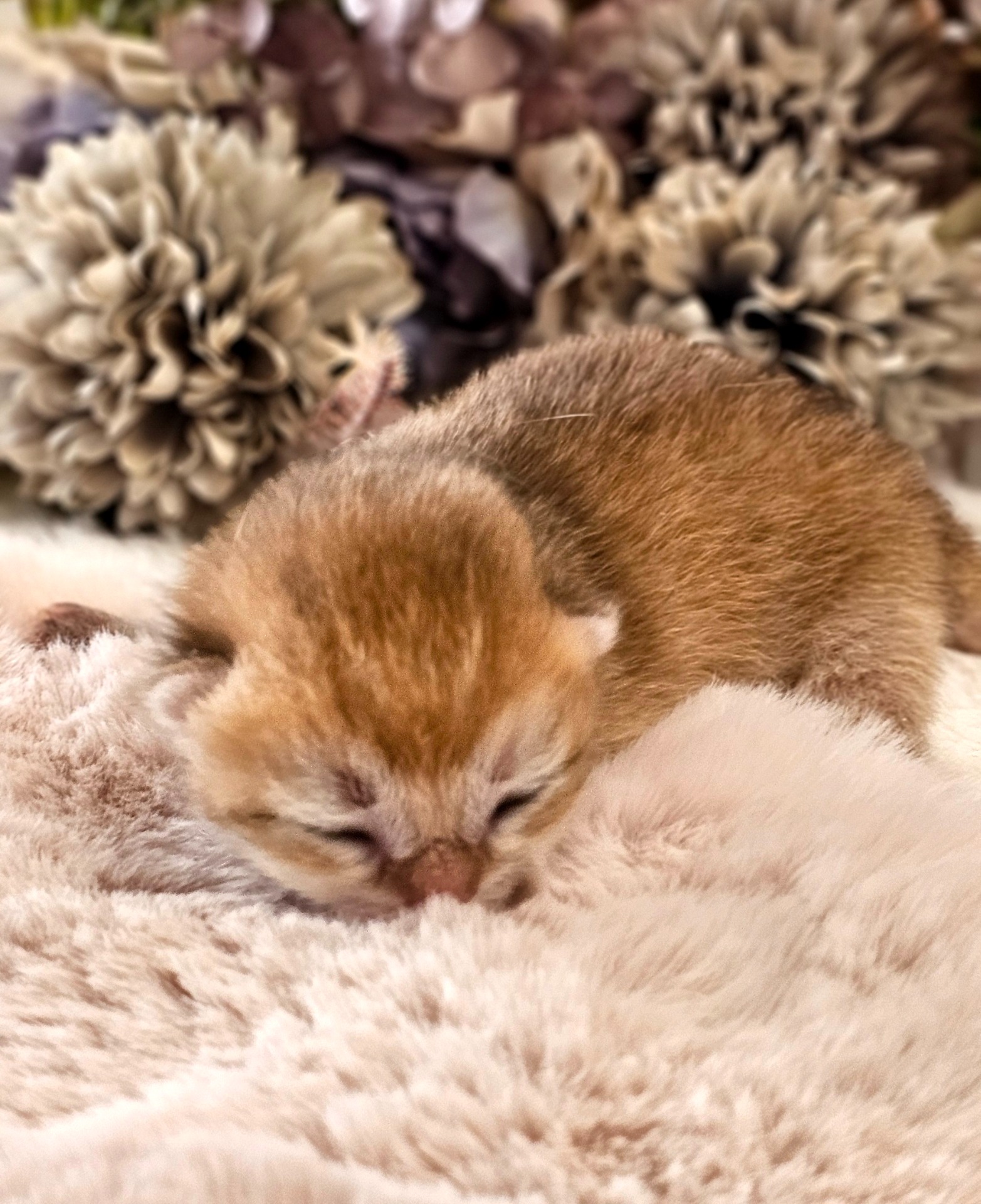 Honzík GoldenViolet