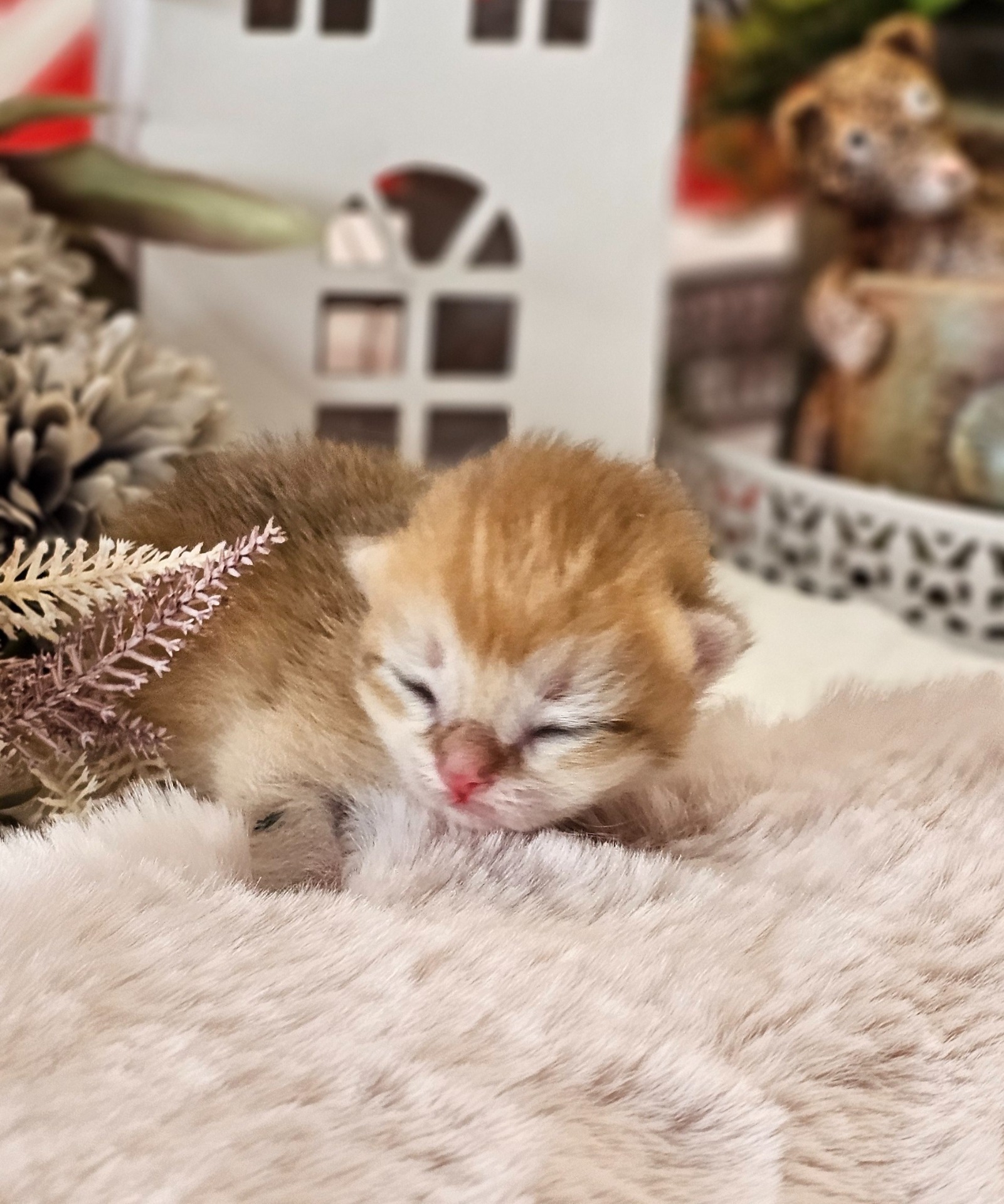 Honzík GoldenViolet