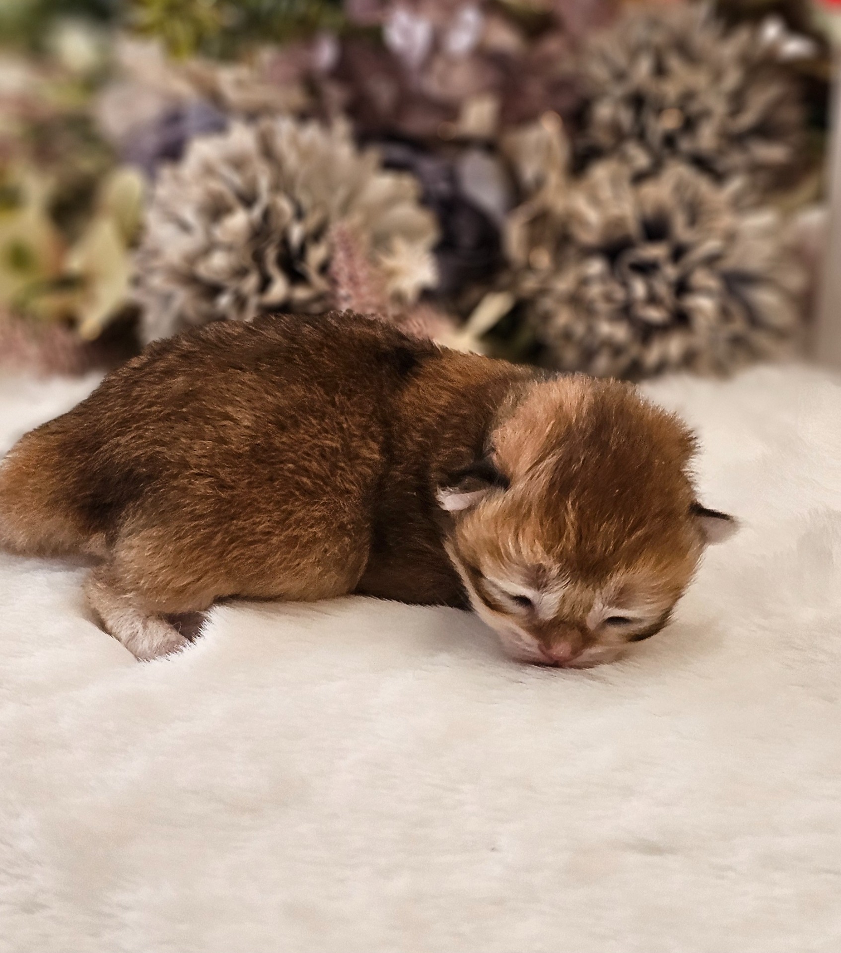 Heřmánek GoldenViolet