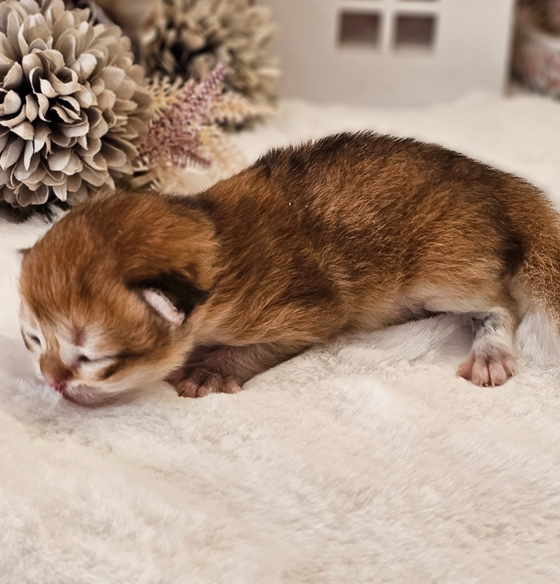 Heřmánek GoldenViolet