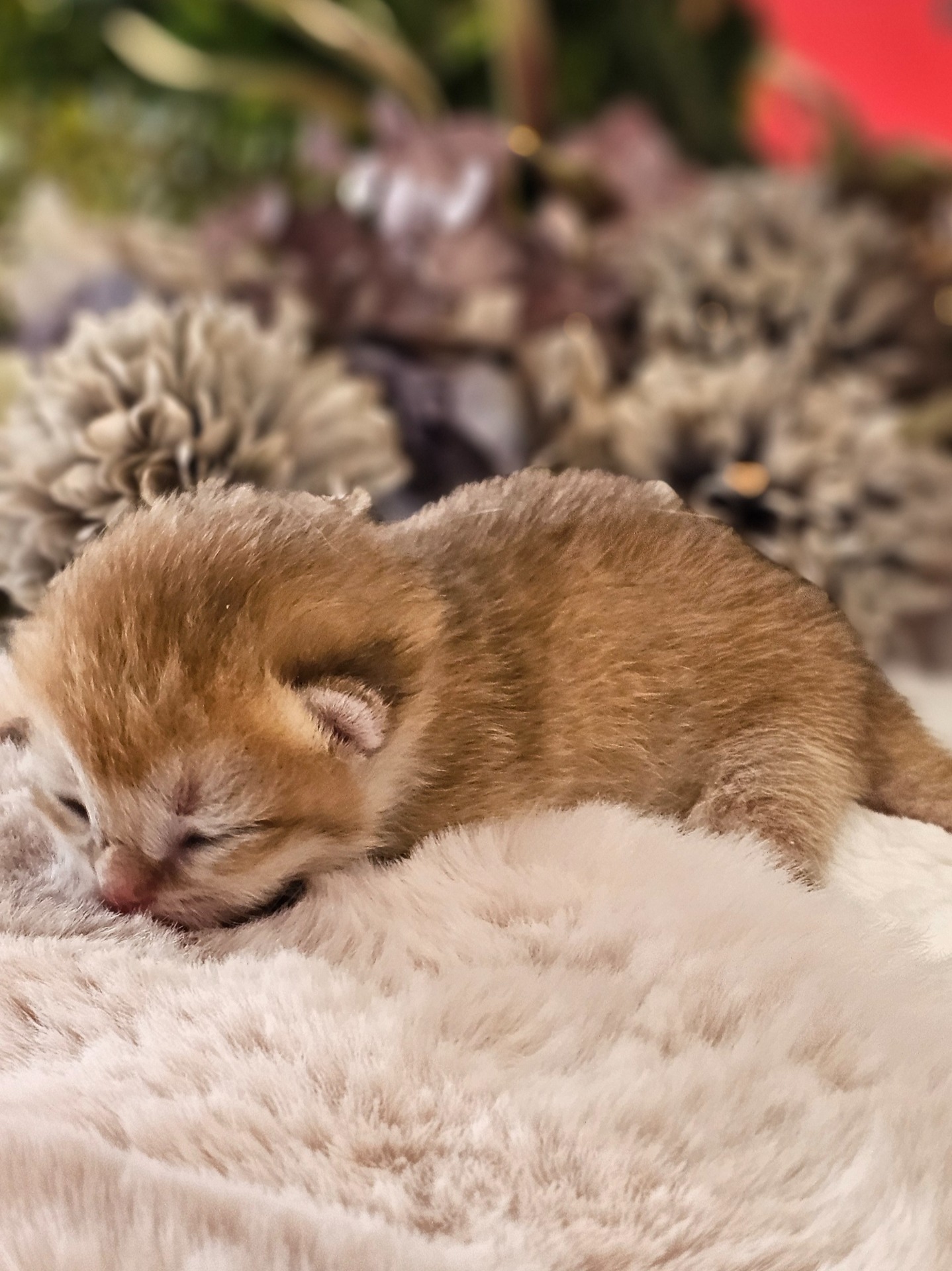 Honzík GoldenViolet