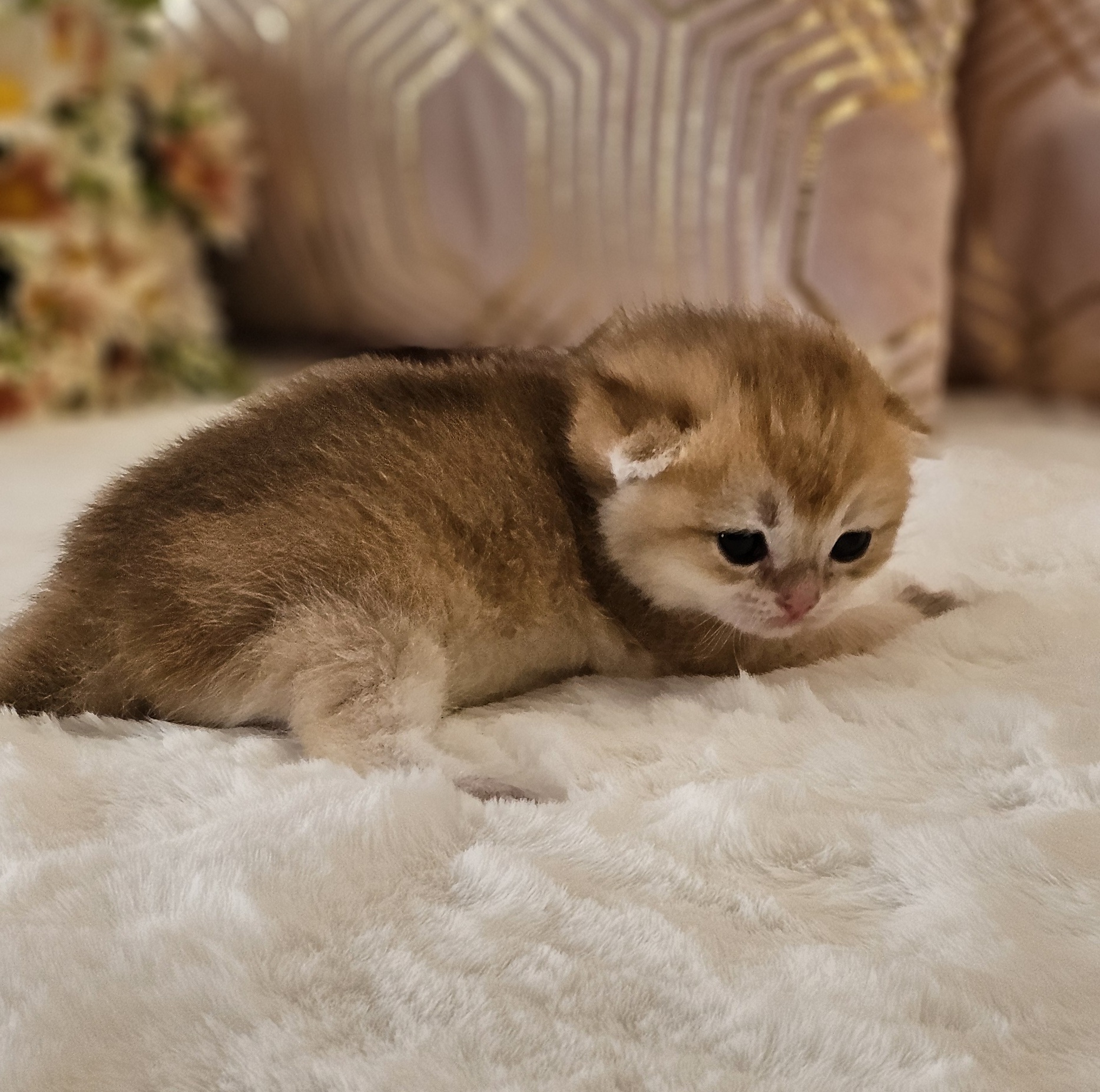 Houdini GoldenViolet