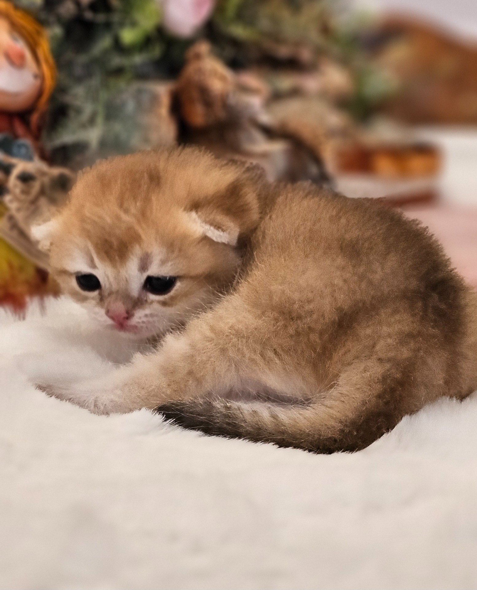 Houdini GoldenViolet