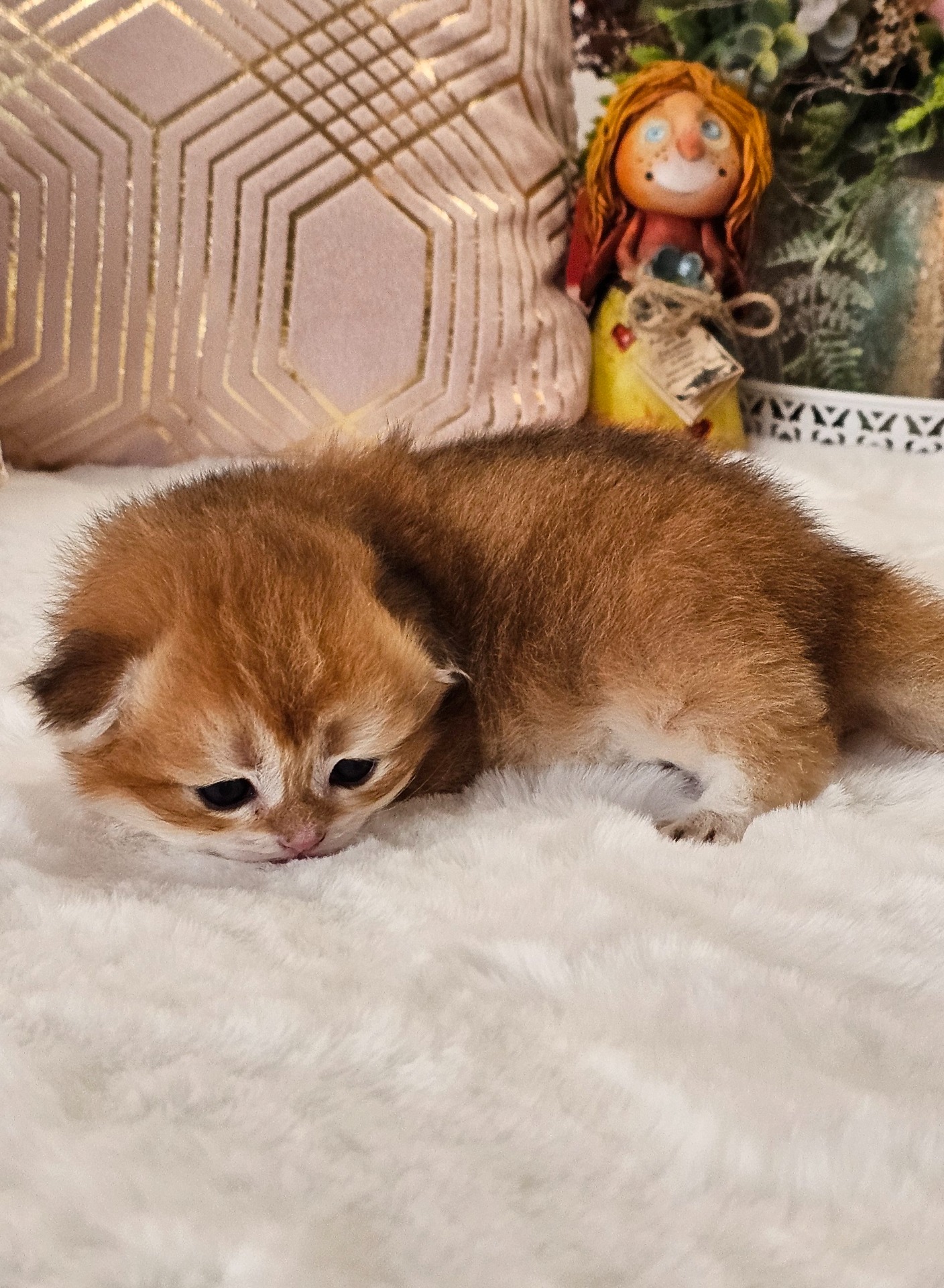 Heřmánek GoldenViolet