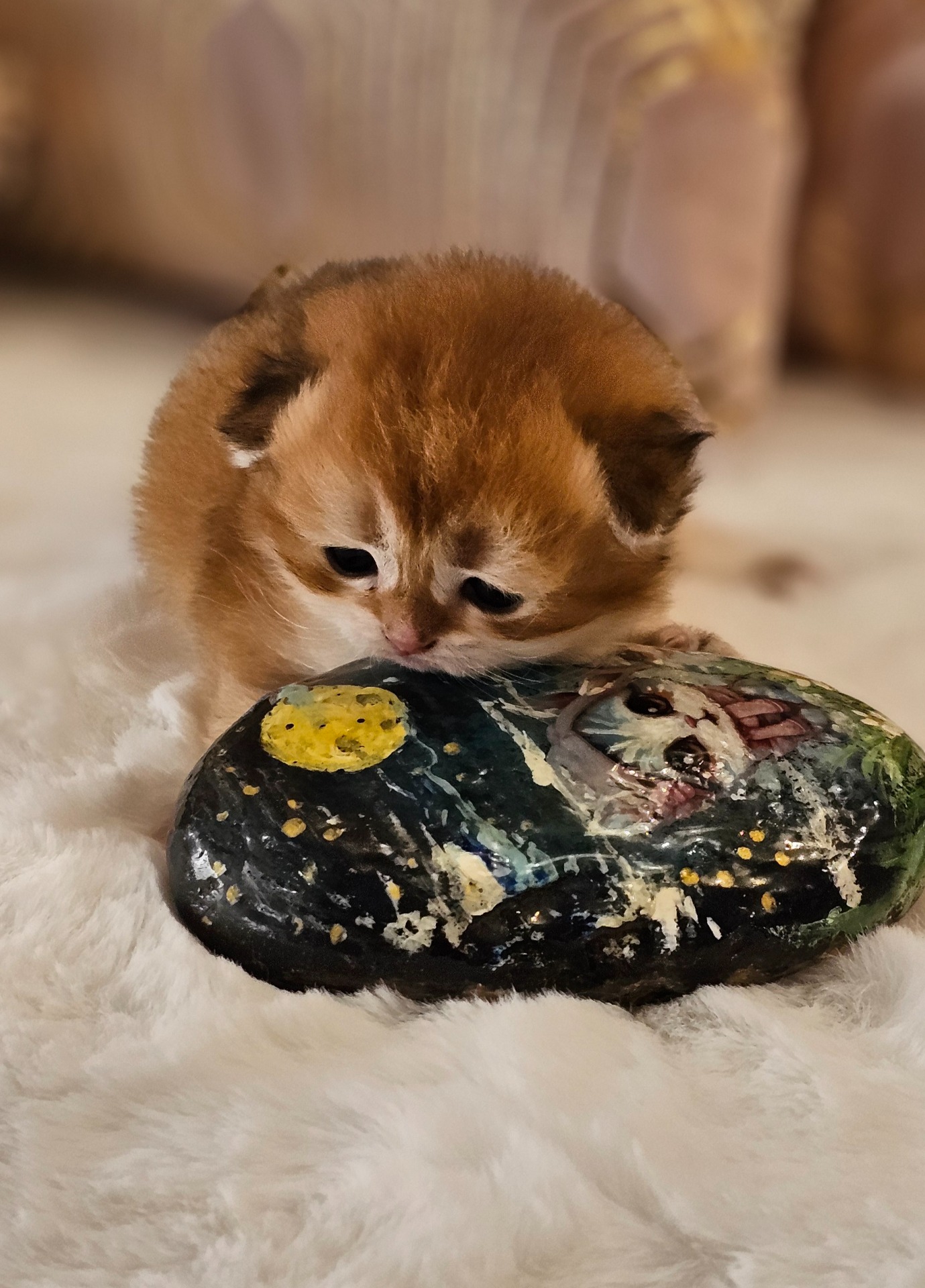 Heřmánek GoldenViolet