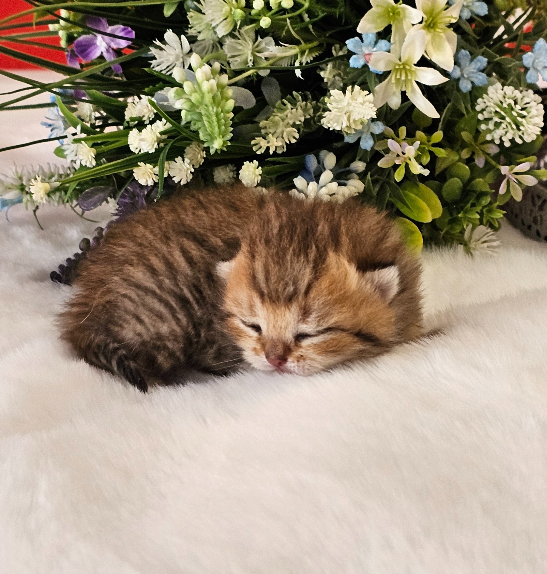 Charlie GoldenViolet