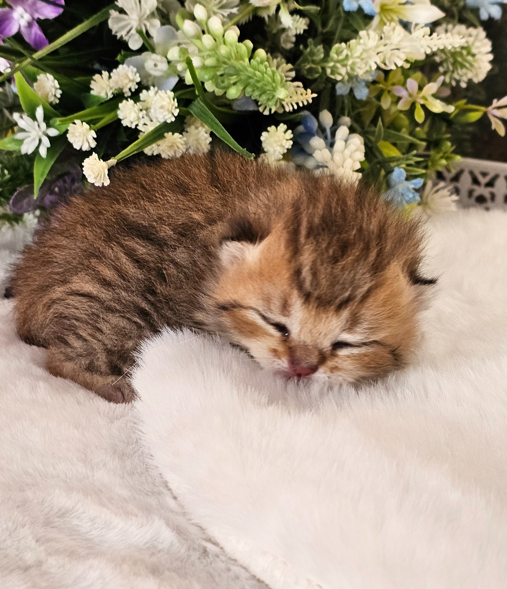 Charlie GoldenViolet