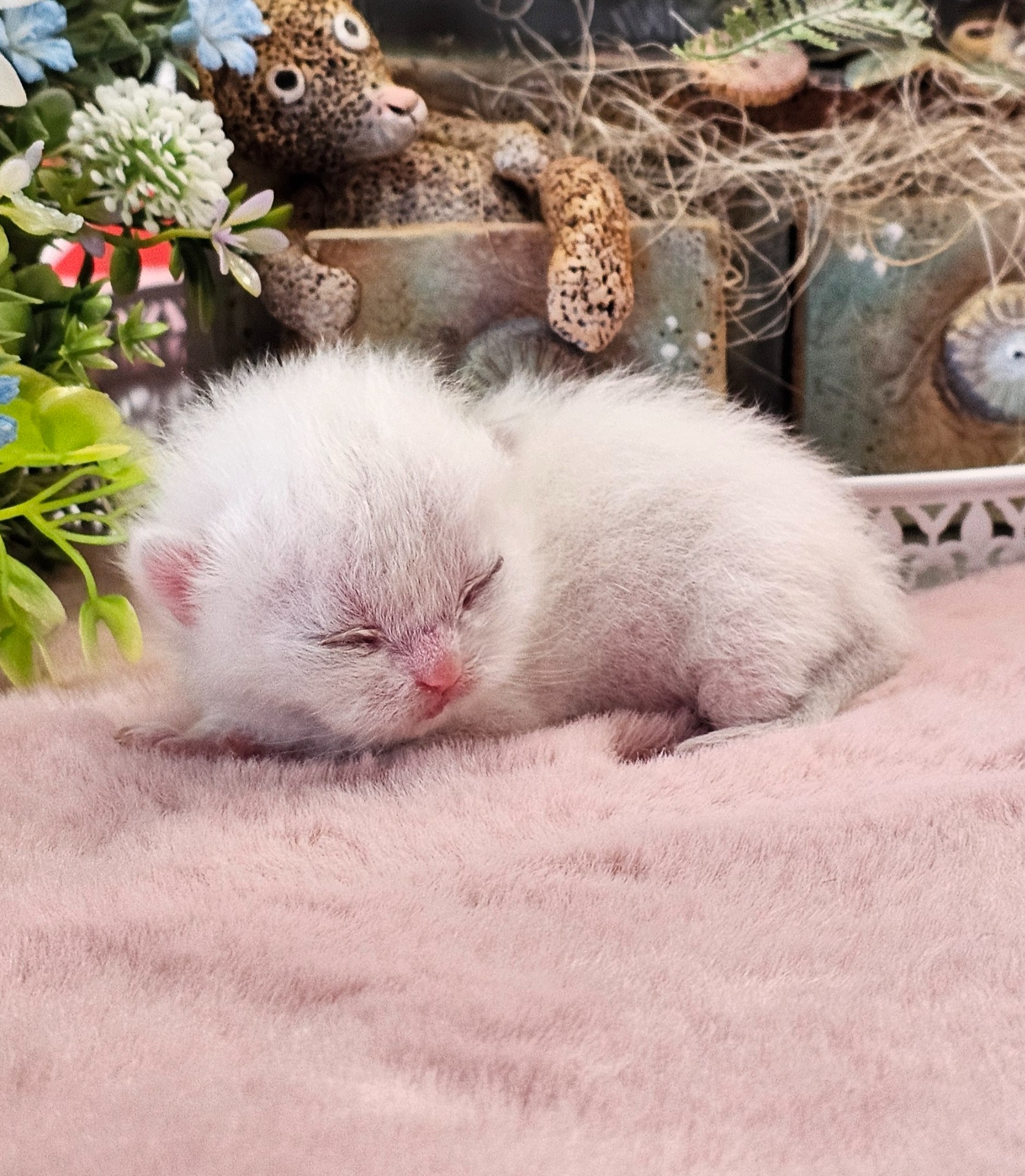 Christi GoldenViolet