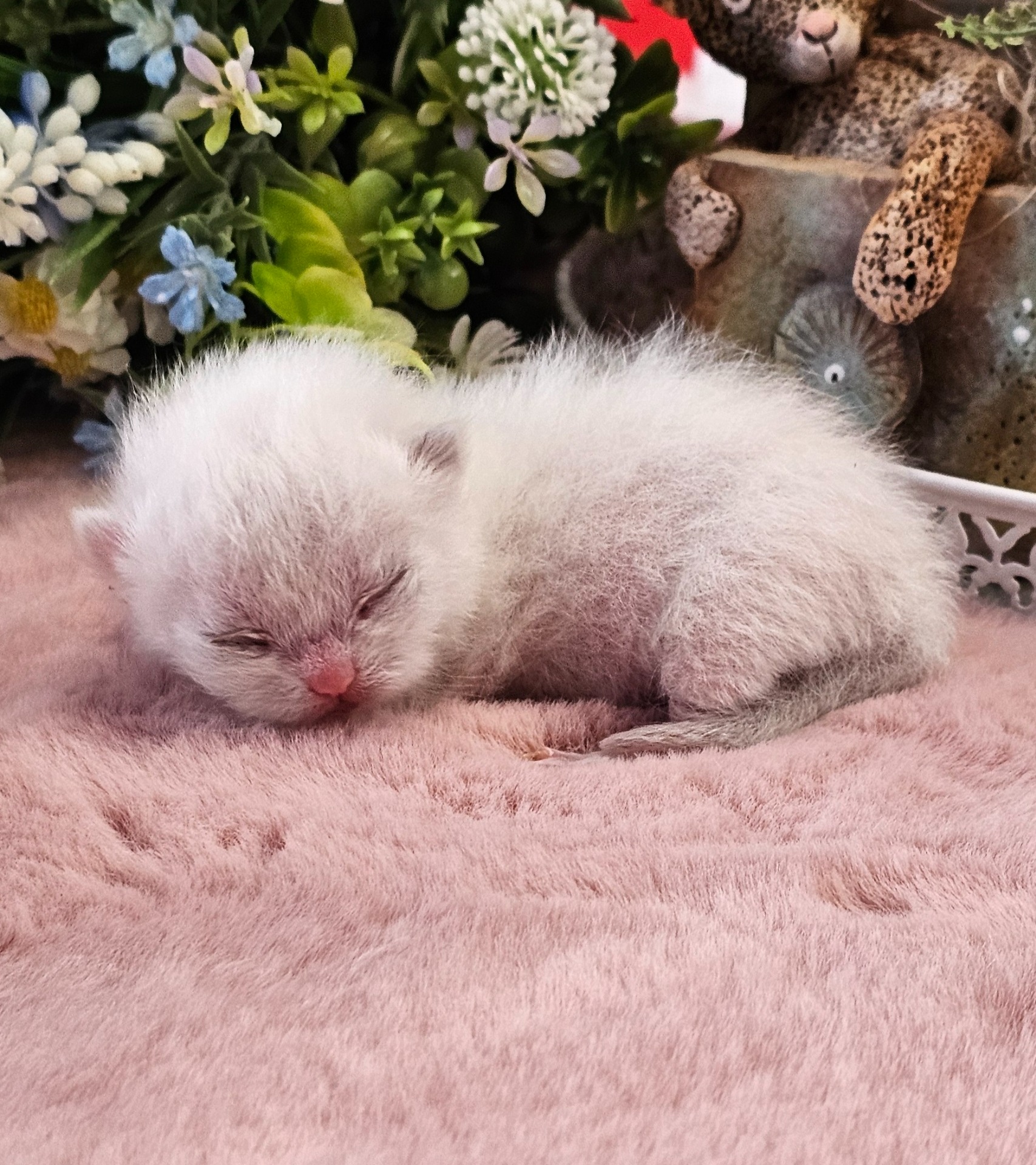 Christi GoldenViolet