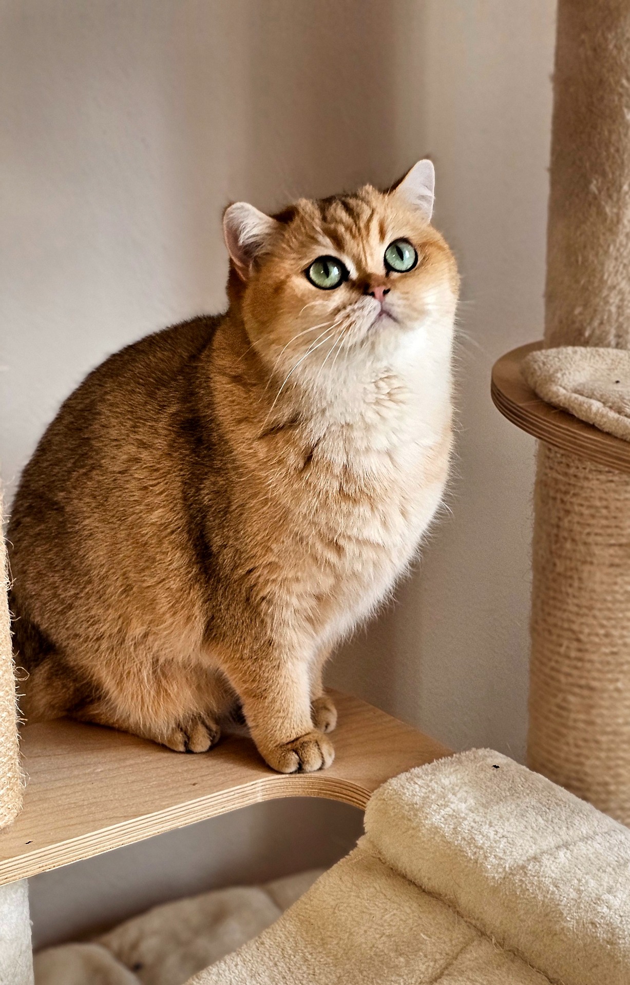 Jozie Zojka*PL, BSH ny 11