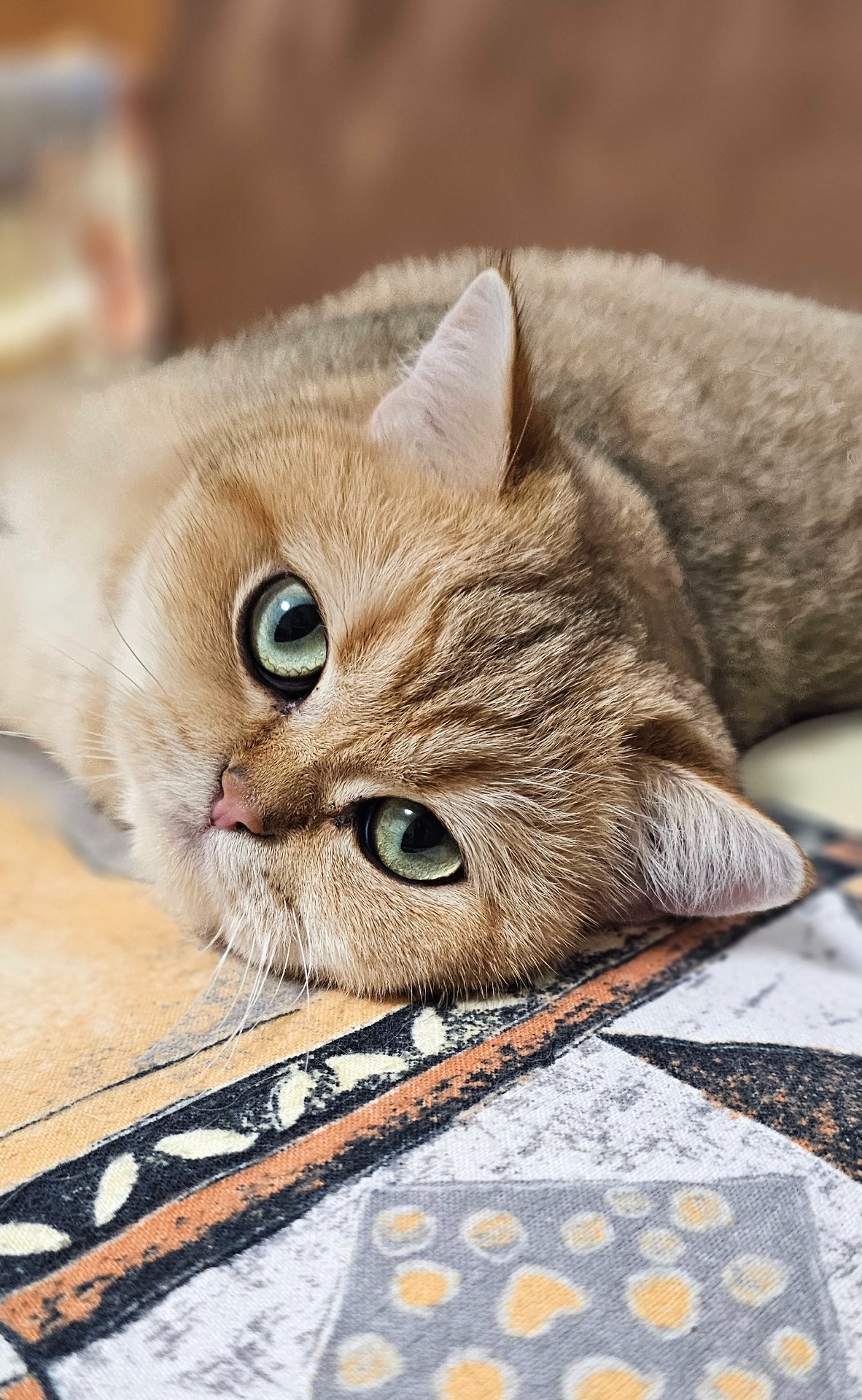 Jozie Zojka*PL, BSH ny 11