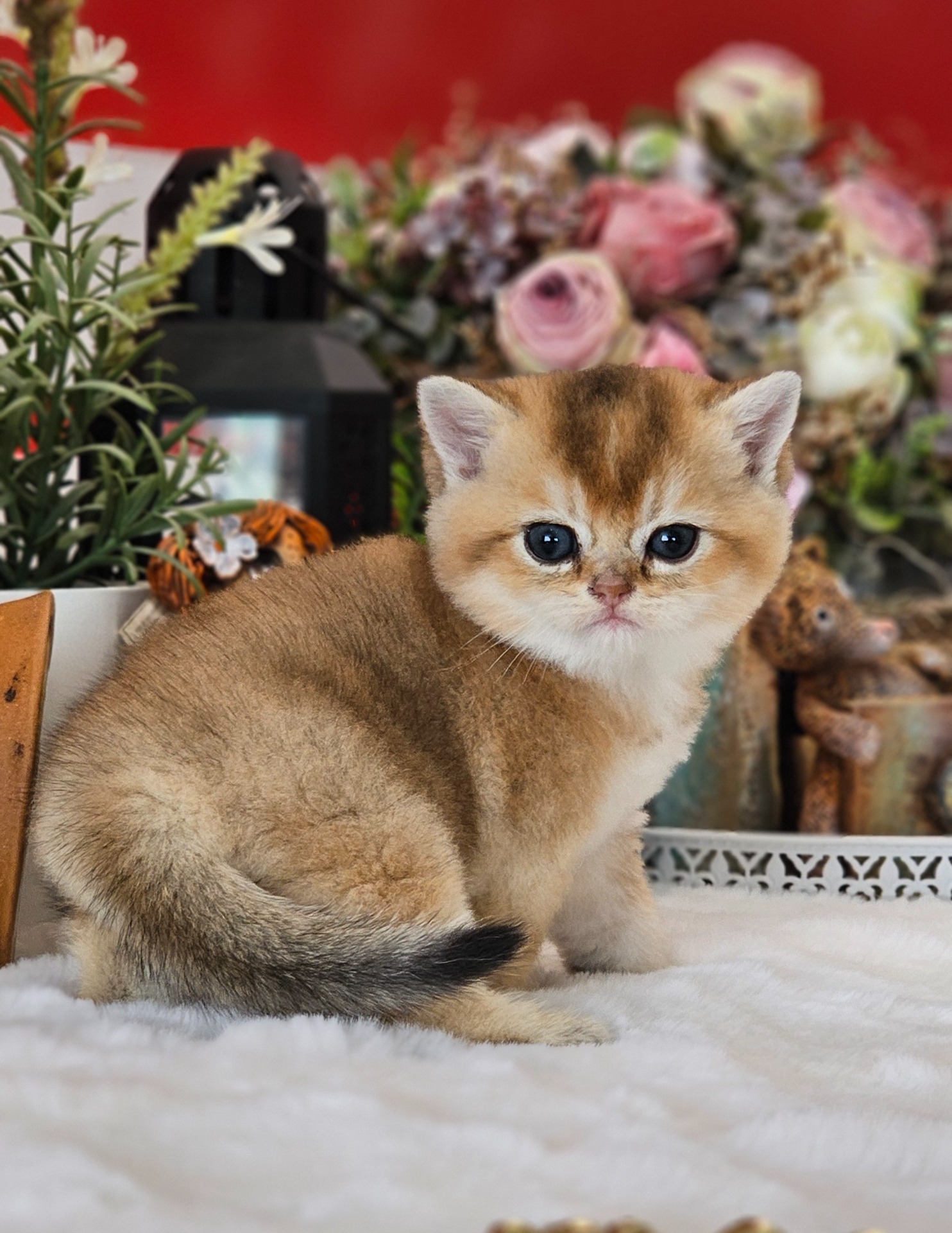 Jasmine