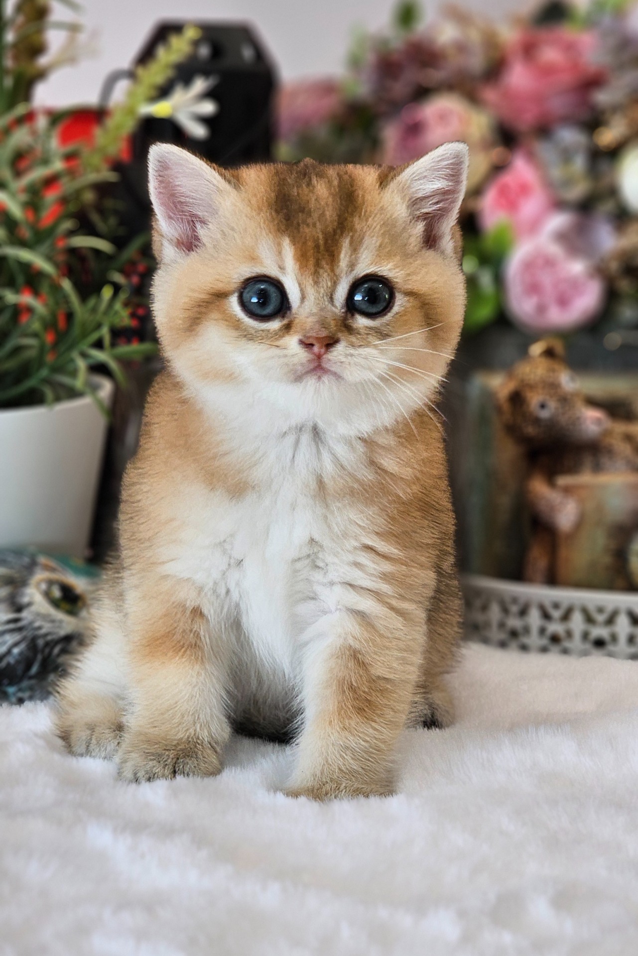 Jasmine