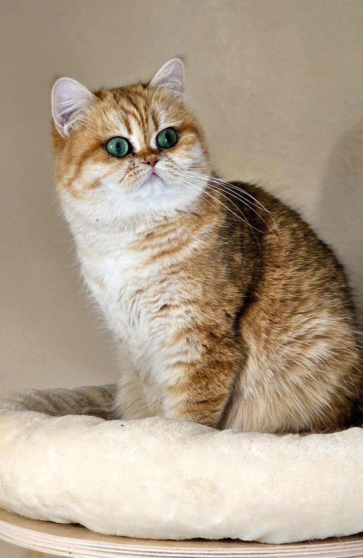 Paolin EliHoney*CZ, BSH ny 25