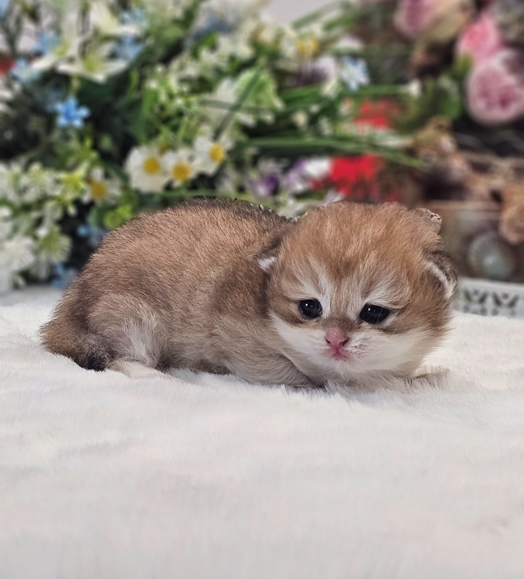 Lucinka GoldenViolet